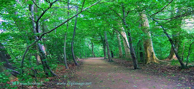 foret-parc-de-pourtales.strasbourg.photo-panoramique.jpg