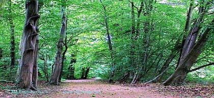 foret-parc-de-pourtales.strasbourg.1