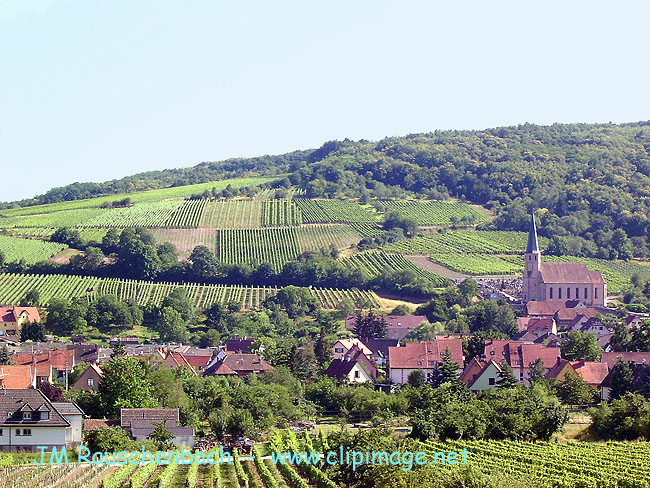 andlau et son vignoble.alsace.jpg