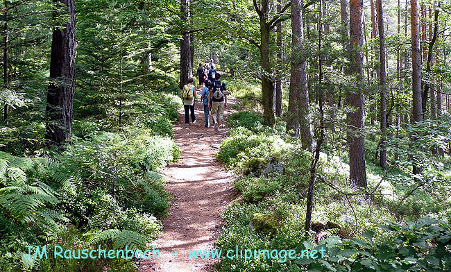 balade en foret,alsace.alsace.jpg