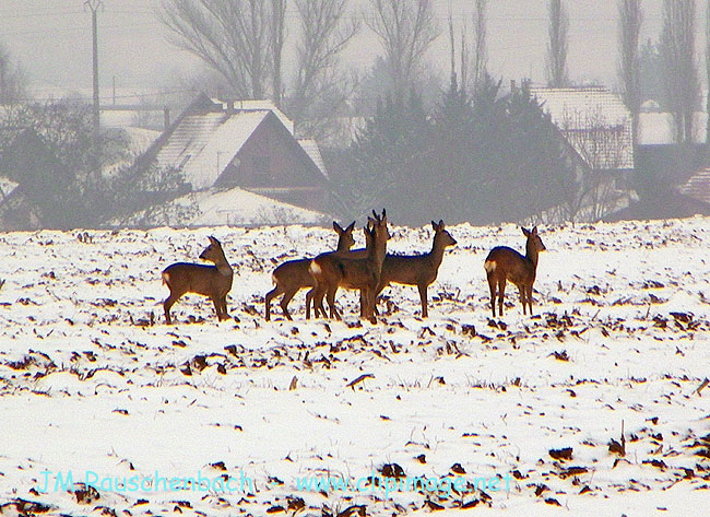 biches a la campagne en hiver.alsace.jpg