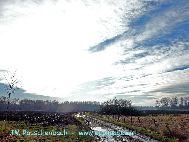 campagne a lipsheim en hiver.alsace.jpg