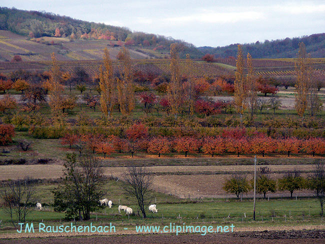 campagne pres de marlenheim en automne.alsace.jpg