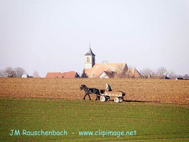 campagne,dingsheim.alsace.jpg