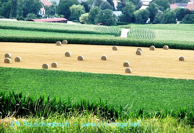 campagne.strasbourg-nord.alsace.6.alsace.jpg