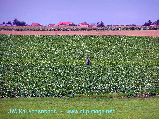 champ-de-mais.oberhausbergen.alsace.alsace.jpg