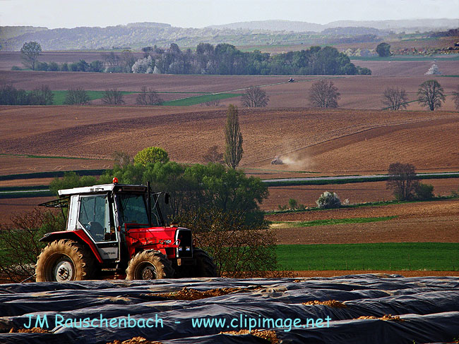 champs a gougenheim.alsace.jpg