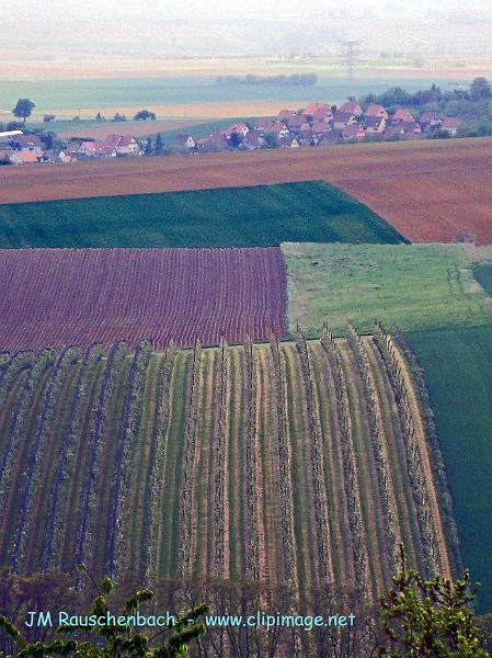 champs vu du kochersberg en mai..alsace.jpg