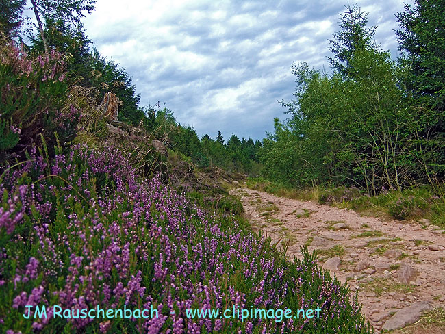 chemin-de-foret.bruyere.alsace.jpg