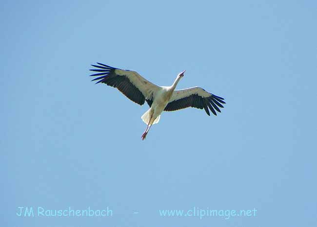 cigogne.parc-de-l-orangerie.strasbourg.jpg