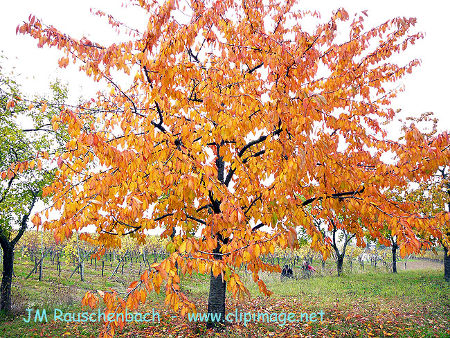 couleurs d automne.alsace.jpg