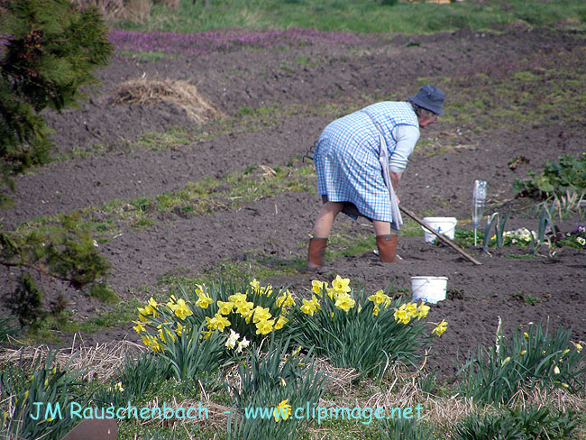 culture dans jardin familiaux a hoerdt.alsace.jpg