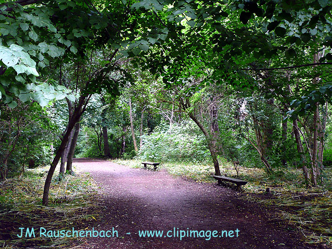 foret de reichstett.alsace.jpg