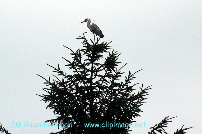 heron a eckboslheim.alsace.jpg