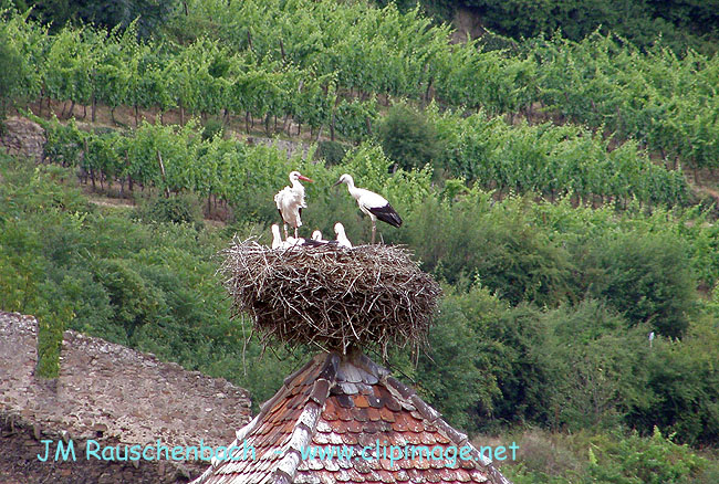 kaysersberg, nid de cigognes 2.alsace.jpg