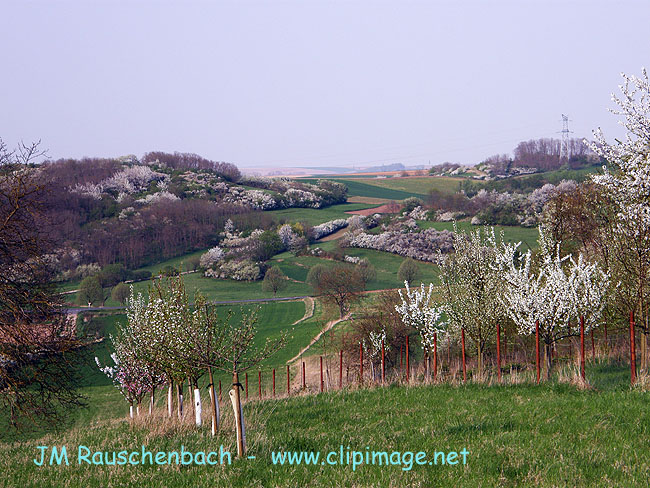 kochersberg,en avril.alsace.jpg