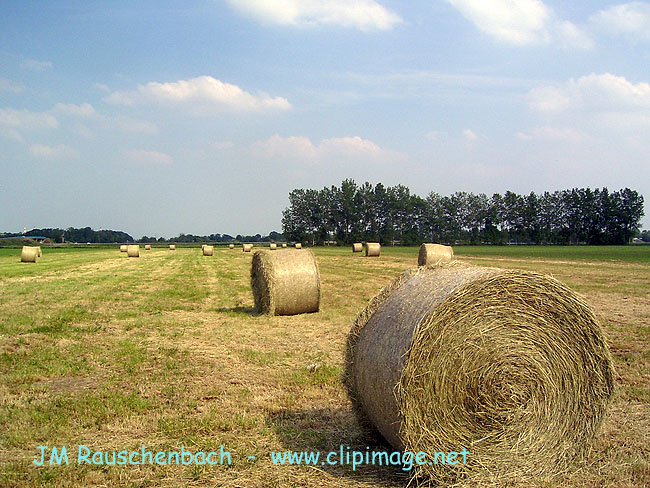 les champs a vendenheim.alsace.jpg