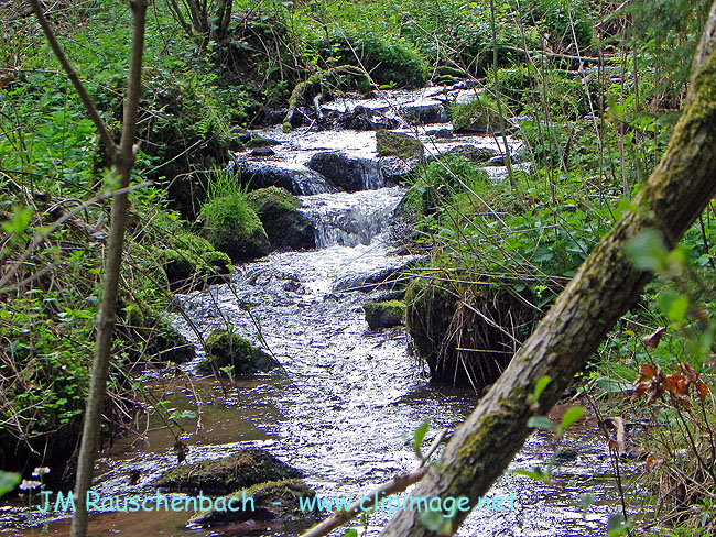 ruisseau.montagne.1.alsace.jpg