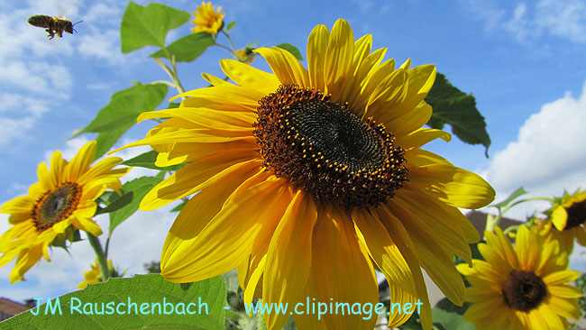 tournesol-abeille.alsace.jpg