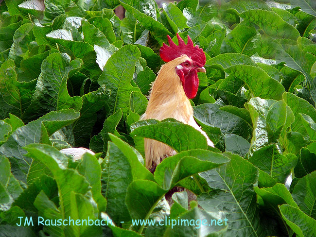 un coq dans le jardin.alsace.jpg