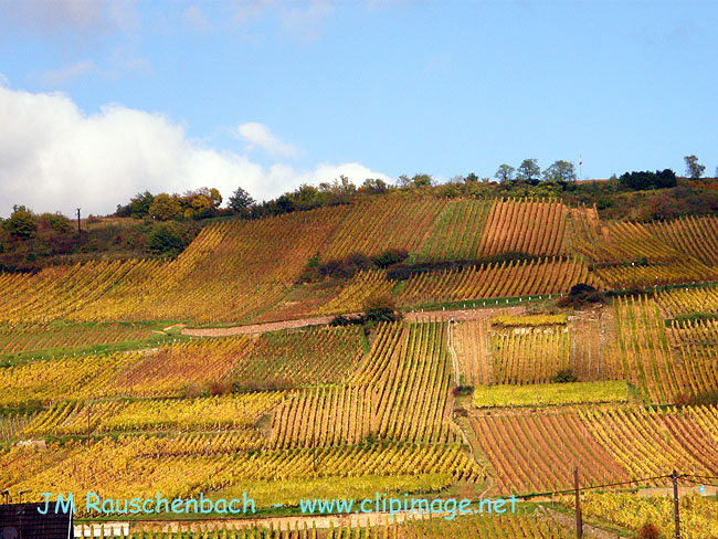 vignoble a kientzheim.alsace.jpg