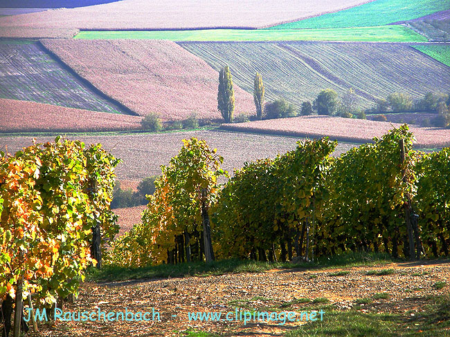 vignoble et campagne a nordheim.alsace.jpg