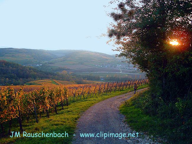 vignoble et foret de dalenheim en automne.alsace.jpg