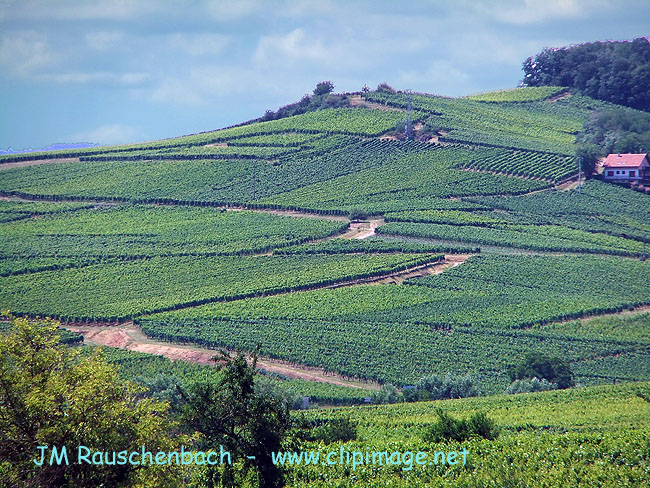 vignoble.saint-hippolyte.alsace.alsace.jpg