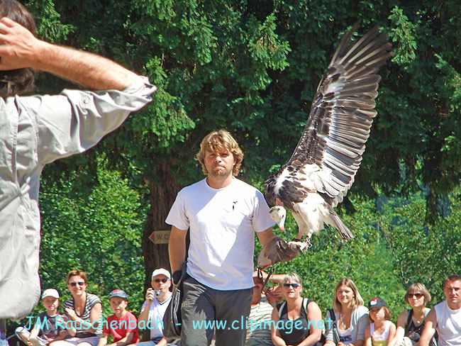 volerie-des-aigles.kintzheim.alsace.jpg