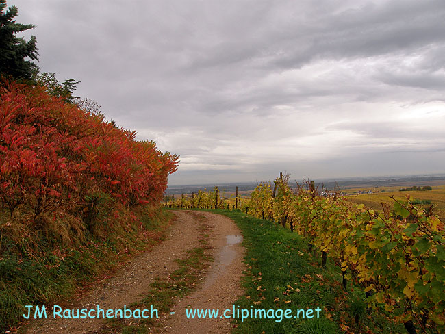 zellenberg.alsace.jpg