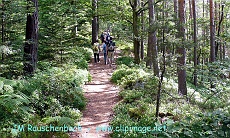 balade en foret,alsace.alsace