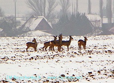 biches a la campagne en hiver.alsace