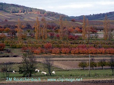 campagne pres de marlenheim en automne.alsace