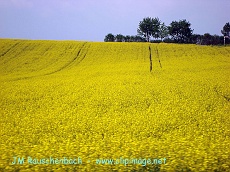 champ de colza.alsace