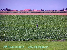 champ-de-mais.oberhausbergen.alsace.alsace