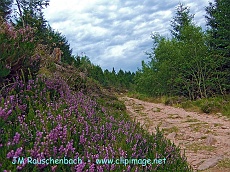 chemin-de-foret.bruyere.alsace