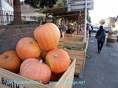 citrouilles en octobre.alsace