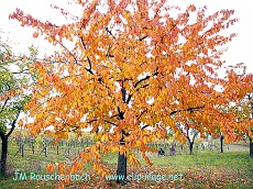 couleurs d automne.alsace