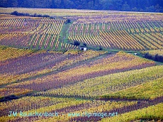 couleurs du vignoble en octobre.alsace