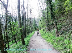 foret au printemps.alsace