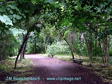 foret de reichstett.alsace