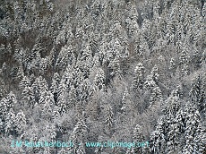 foret-enneigee.alsace