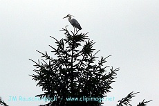 heron a eckboslheim.alsace