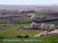 kochersberg 1, en avril.alsace