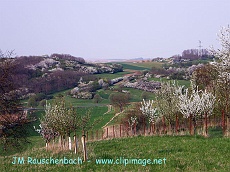 kochersberg,en avril.alsace