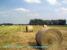 les champs a vendenheim.alsace