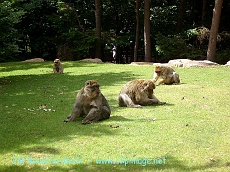 montagne des singes, kintzheim.alsace