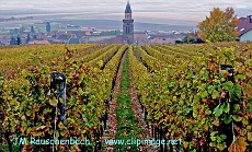 nordheim,vignoble et village,alsace.alsace