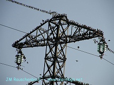 oiseaux sur un pilone electrique, a ingersheim.alsace