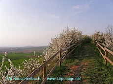 vers le sommet du kochersberg.alsace